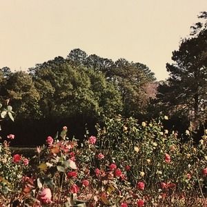 Meet your Posher, Kira